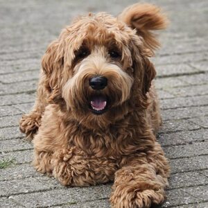 Prince Duke. Stud van Tukkertail Cobbers fokker Australian Cobberdogs. Klein medium formaat wavy fleece vacht. Lief zachtaardig speels