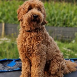 Stud service available