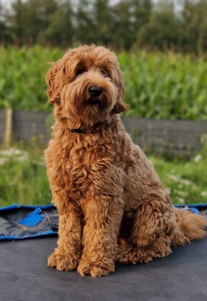 Stud service available