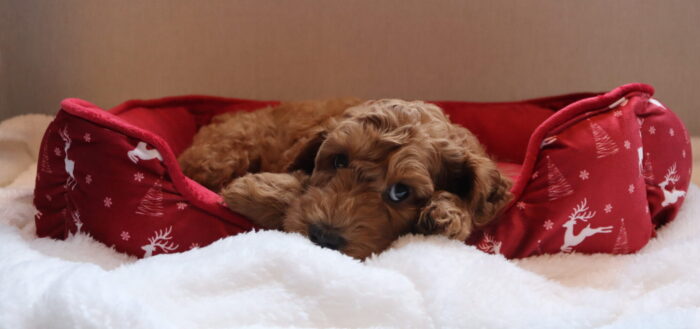 Australian Cobberdog Pup Tukkertail Pip