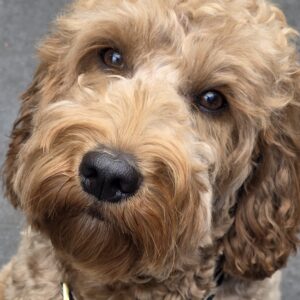 Tukkertail Pip Australian Cobberdog, haar ogen zeggen alles.