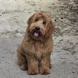 Tukkertail Cobbers Prince Hugo. F2 Australian Cobberdog. Voor de toekomst