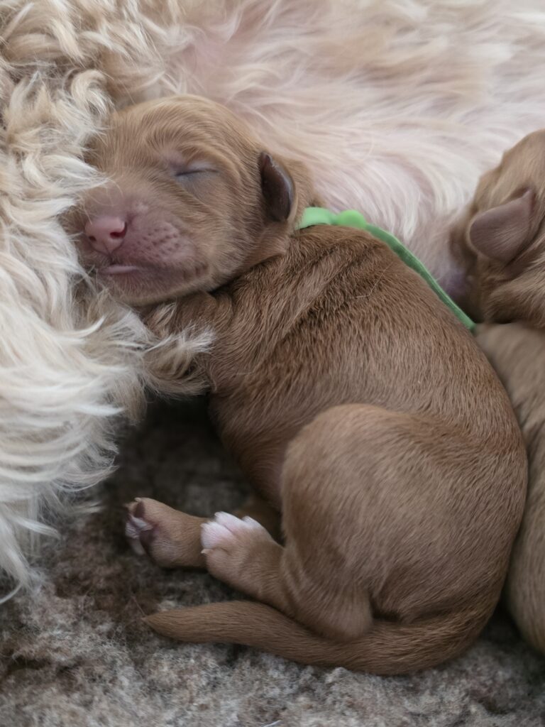 Tukkertail Cobbers; Australian Cobberdog pup van Ludy en Duke