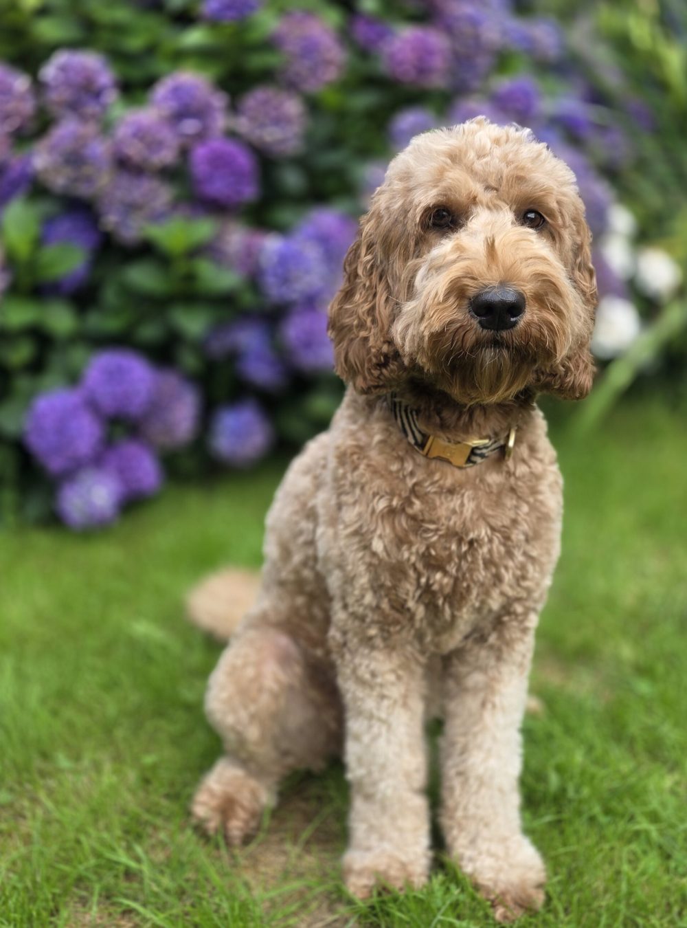 Tukkertail Cobbers Pip. Australian Cobberdog. Medium size, Curly fleece vacht. Prachtige Ogen. Slim Lief en Sociaal