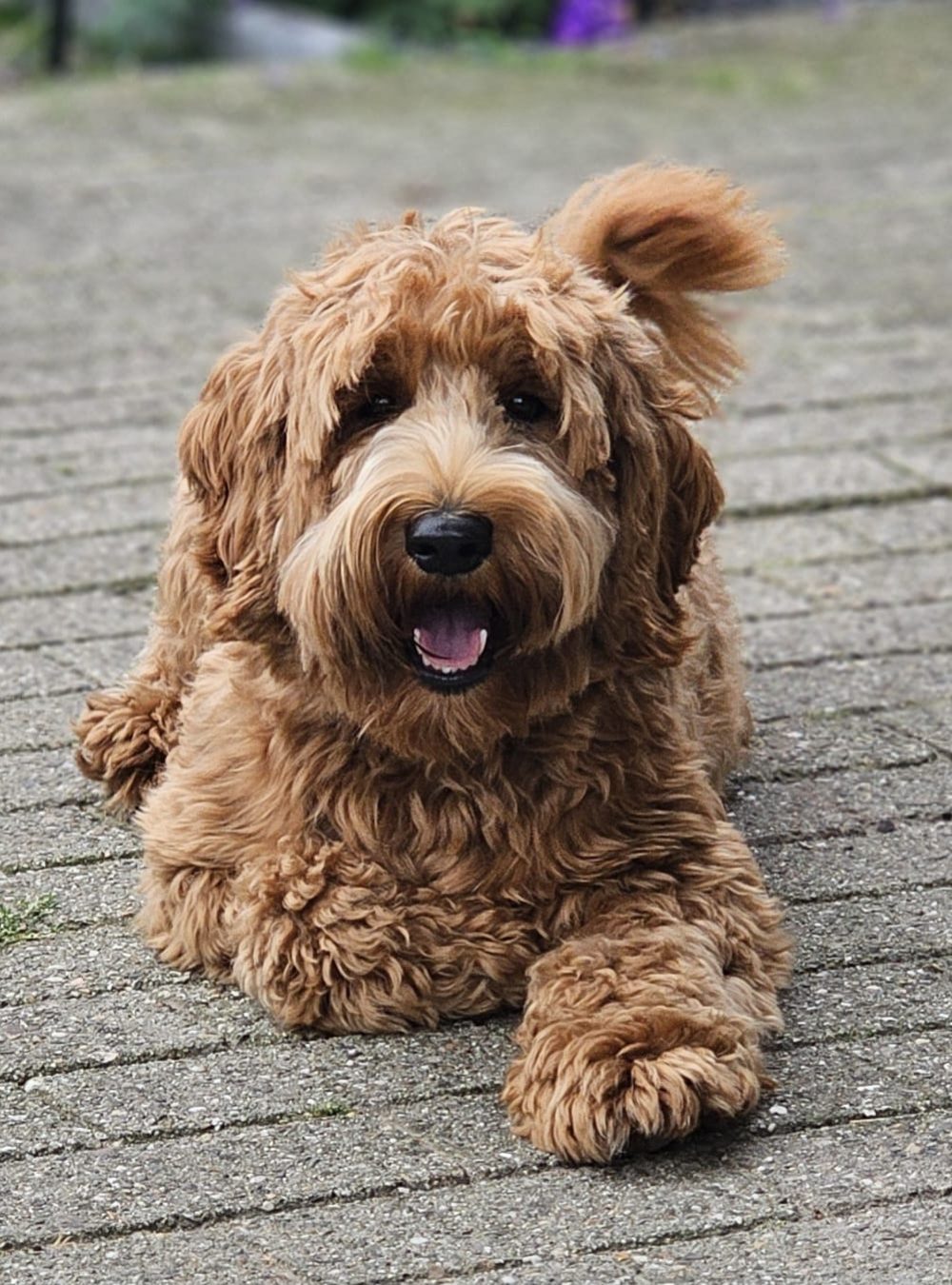 Prince Duke. Stud van Tukkertail Cobbers fokker Australian Cobberdogs. Klein medium formaat wavy fleece vacht. Lief zachtaardig speels